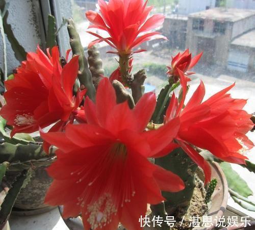 荷花|一盆仙人掌，叶子像腰带，这样养3年，开出60朵大荷花