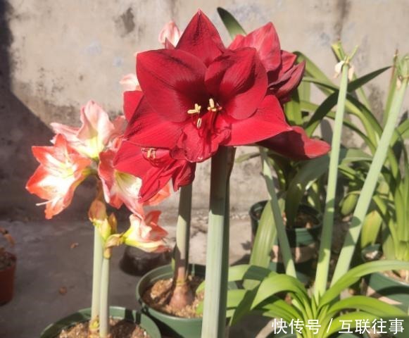 朱顶红还在长叶子给它做3步,让它睡一觉,“睡醒”直接开花!