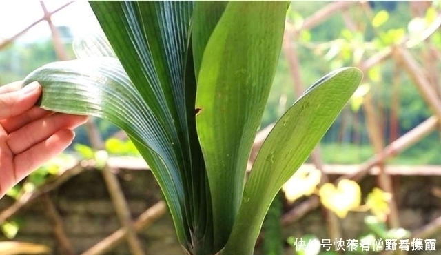 自来水|想要君子兰多发芽，避开“三种水”，当月催出花箭，绽放层叠群兰