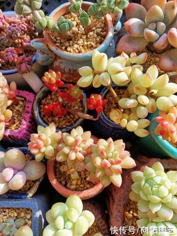 多肉是个好东西,但是不能乱买,货比三家,多肉要买的值得