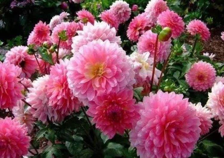 4种旺运花,吉祥添富贵,花朵多又艳,直接变成“小花园”!