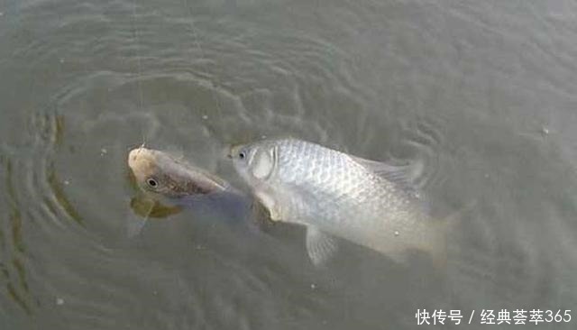 钓鱼人年终小结钓鱼一年得花多少钱,开支最大的竟不是买鱼竿