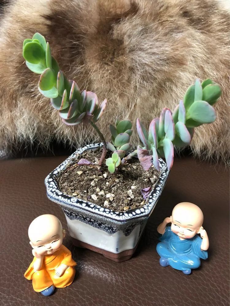 陪伴过我的都是心头肉!多肉陪我一路向前!