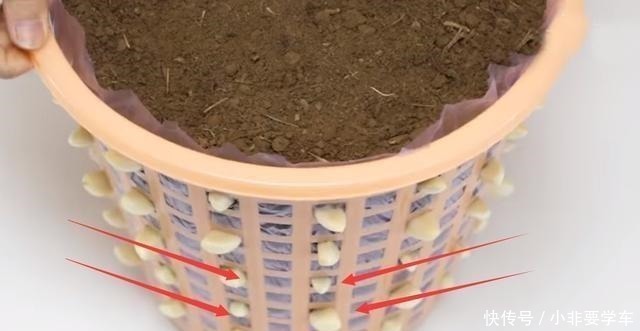 一个垃圾桶，能种出一桶蒜！多到吃不完，以后家里一年都不用买了！