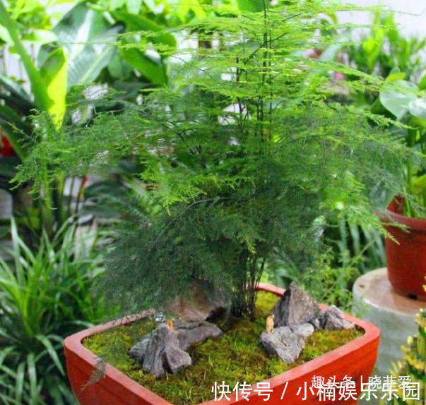 容易被水浇死的“14种花”,手太勤反而养不活