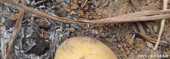 养花给花卉喂点土豆,比花肥还好用,让花卉蹭蹭长!