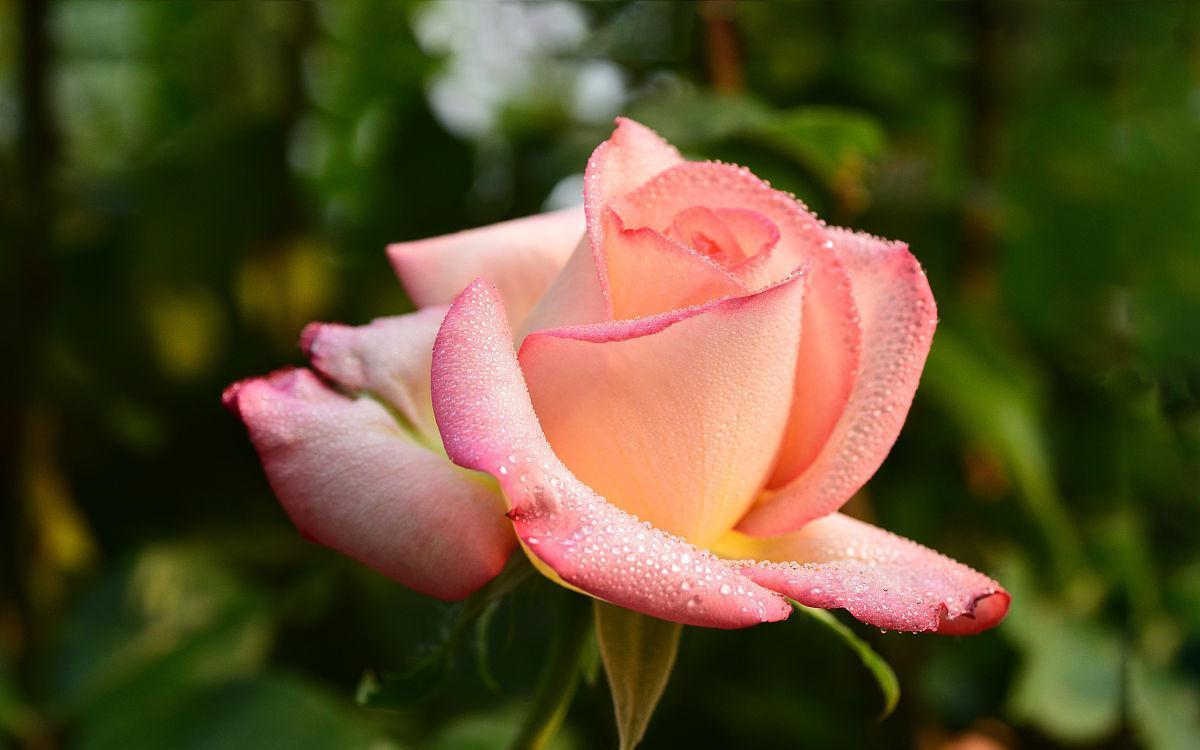 喜欢月季花不用买,学会简单易活的扦插方法,扦插一棵活一棵