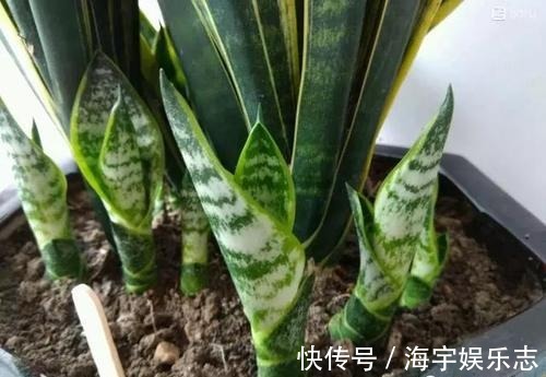 打开虎皮兰这个神秘机关,疯狂冒芽摁不住,简直把盆撑炸!