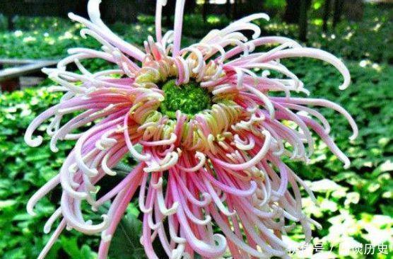 几款花卉,好养易爆盆,花叶俱美,养在阳台变成小花园