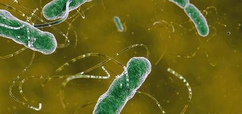  胃病|幽门螺杆菌“头号劲敌”现身，早晚喝点，抑菌护胃，胃病不攻自破