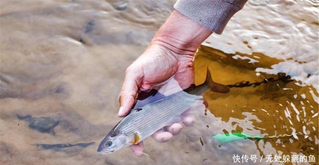 不管解冻什么鱼,用水泡就“废”了,记住2点,