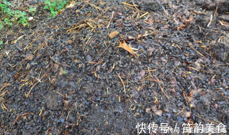 植料|羊粪当植料养花前，掌握住用量、发酵方法，养啥花都能旺