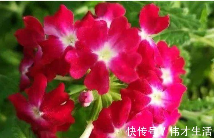 活易|适合夏季养的花，好活易爆盆，名字好听花更美，越养越上瘾