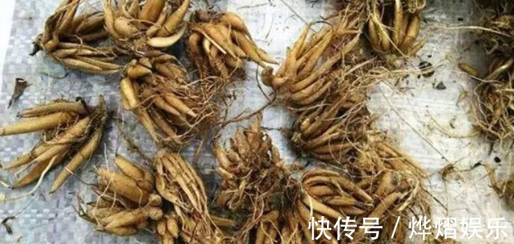 毛茛|家庭养花成片种花毛茛,调剂好这3大因素,一开就一片花