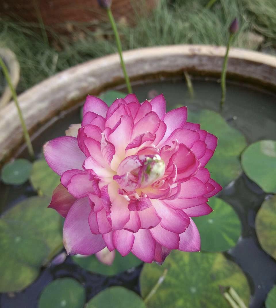 新手|家家户户都能养得6种“耐热花”,天气越热越开花,新手也能养好