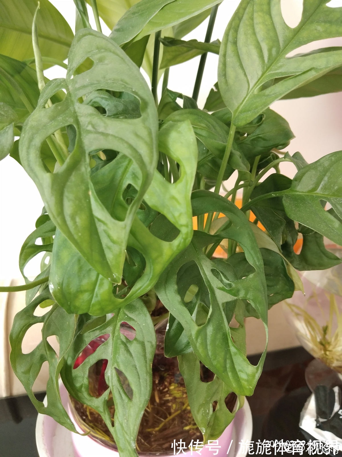 家里光不好,就养10种耐阴绿植,叶子比花还要美