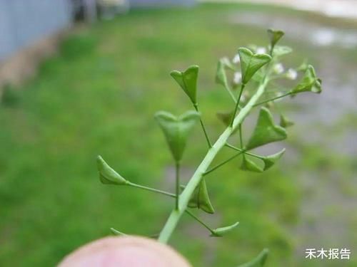  味道跟辣椒一样，独行菜在民间俗称辣辣菜或辣荠菜，就是一大美味了，常常被误认成荠菜