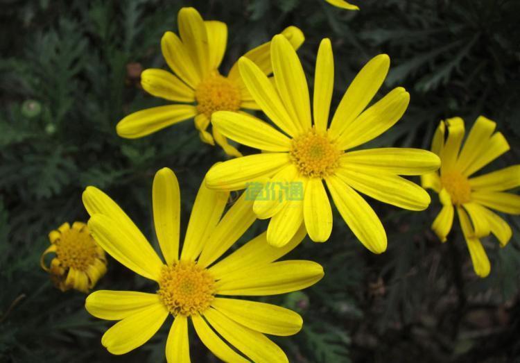 不像话|养花试试这几款，花苞也好，盛开也好，都美的不像话