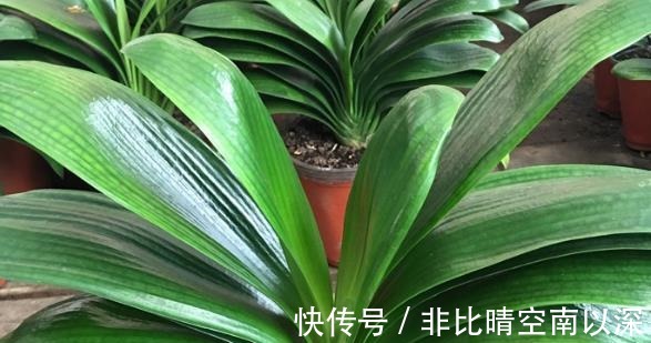 养君子兰，浇1杯“营养液”，7天冒花苞，花朵鲜艳，越长越美！