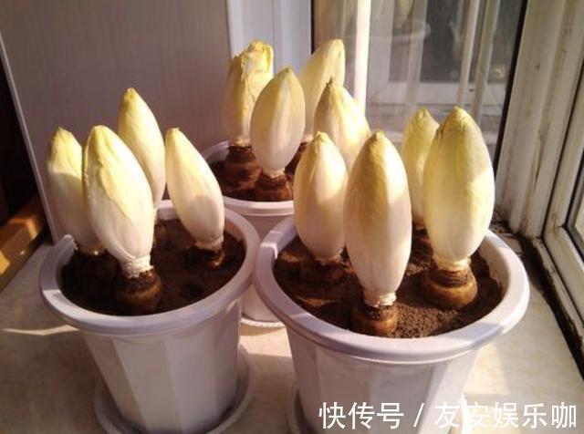 不想出门,就在阳台种“2种菜”,采摘一茬又一茬,够全家吃!