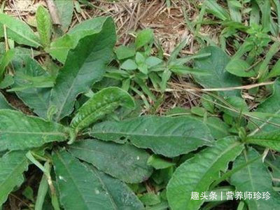 药材|村边常见的野草,虽然长得不好看,却是中医人眼中的珍贵药材