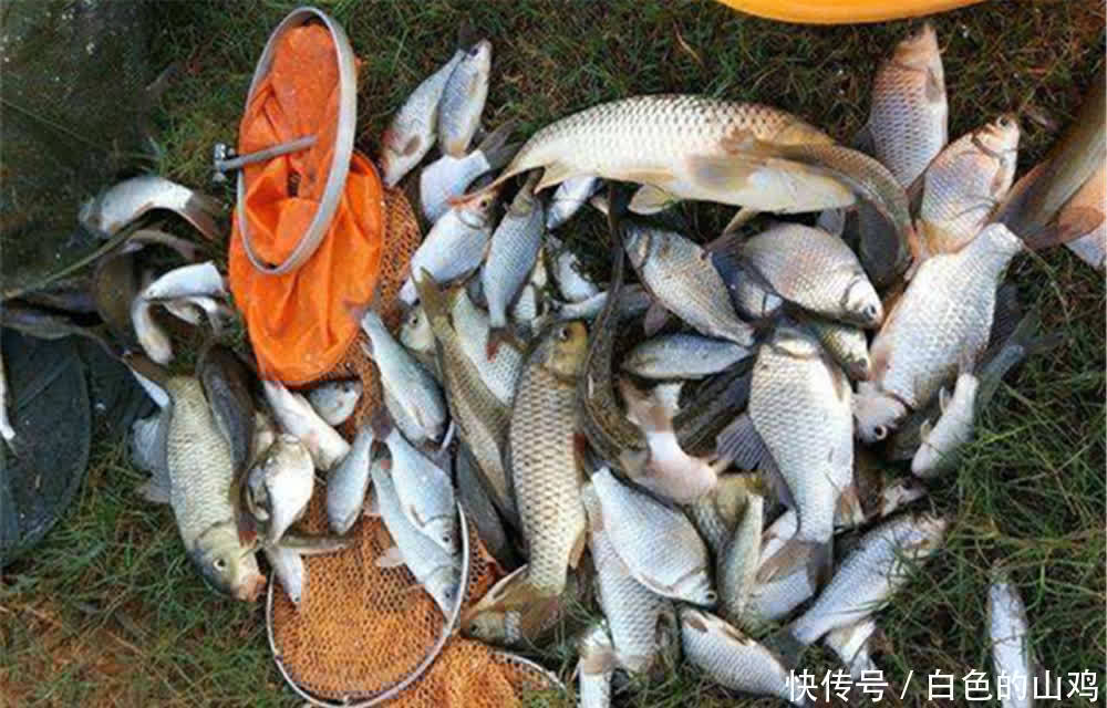 手竿钓鲫鱼,调漂和找口技巧,掌握这些要点,让中鱼率翻个倍!