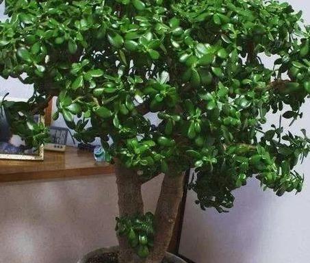 光照|玉树老桩盆景是怎么养成的