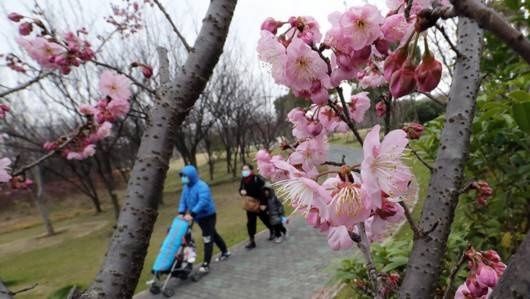 老年|年还没过完，上海顾村公园的早樱已经开了……