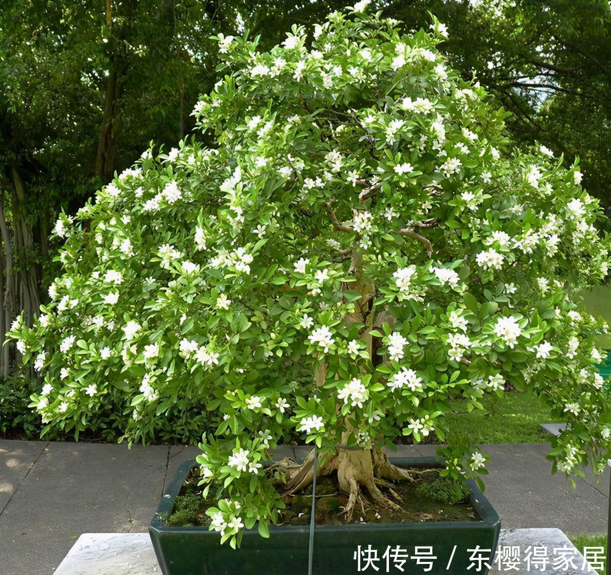 养护|3种花“清新脱俗”，不管养哪一种，都会觉得值得