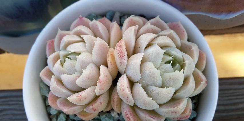 盘点10种“容易度夏”多肉,南北方花友,随便选、随便养