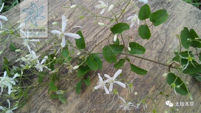 脑瘤|金剪刀,剪掉你的风湿性关节炎、深部脓肿