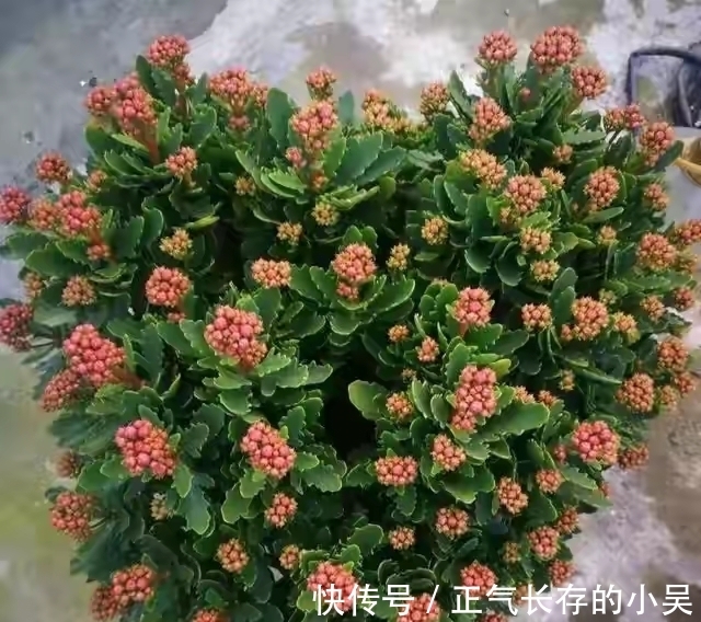 长寿花有“4喜”和“3怕”，冬天养护尤其要注意