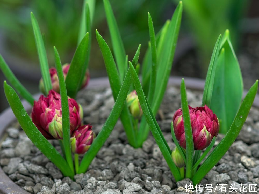 郁金香栽种了3个月，已经满盆长“花苞”，开花漂亮