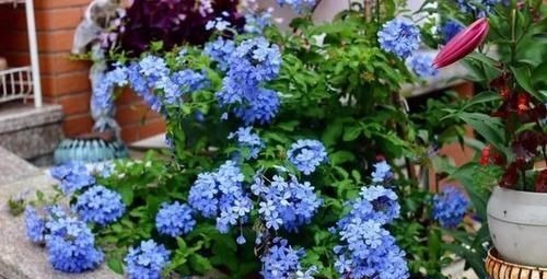 阳台再小，也要养4种花，一年开花230天，轻松开成小花园