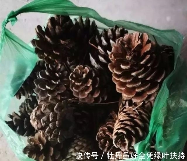 瓜子|家中的花总是“烂根”养不活往盆中扔2样东西，花苞挂满枝头