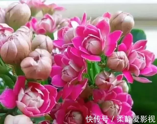 长寿花不长花苞怎么办,用点小技巧,花苞蹭蹭的冒