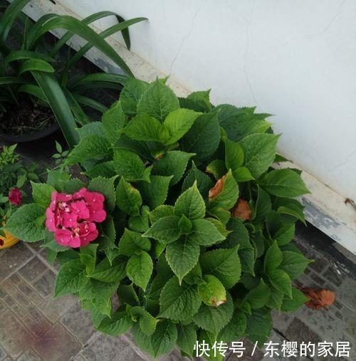 植株|修剪绣球花，早了晚了都不行，这样修剪，植株壮实、花大色艳