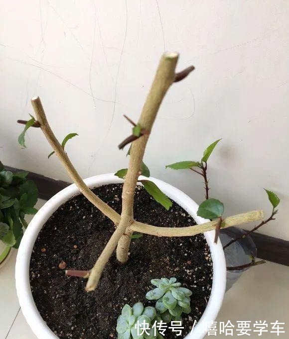 这10种花,冬天必须虐着养,断水又断肥,才能安全过冬!