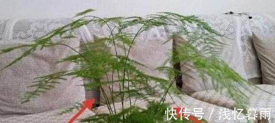 为什么有钱人家这几处都放植物听完内行人的话,我也想回家放!