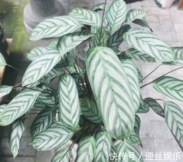 她家从不养绿萝,就养4种“颜值花”,叶子比花还好看