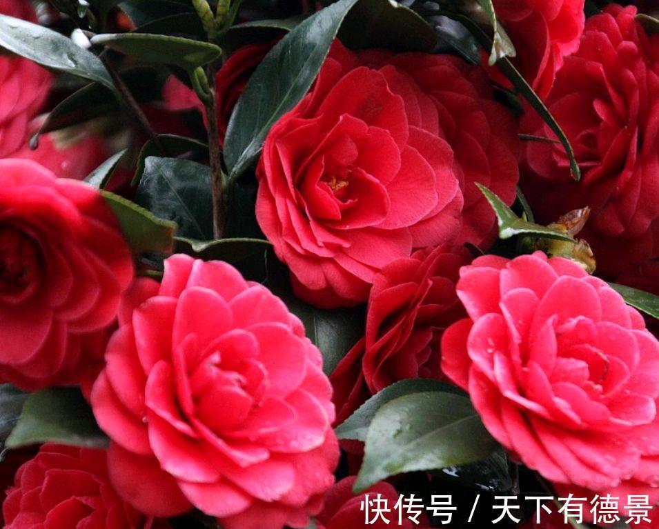 养殖|家里养上3种“吉祥花”,吉祥富贵又喜庆,颜值还都很高