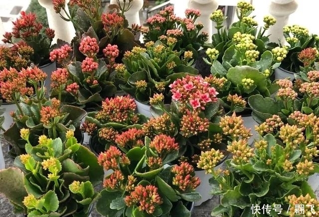 迎新春，这3种花必不可少，喜庆吉祥，过大节