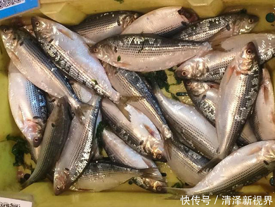 种鱼|认鱼了,这什么鱼鳃边还长了“黑痣”