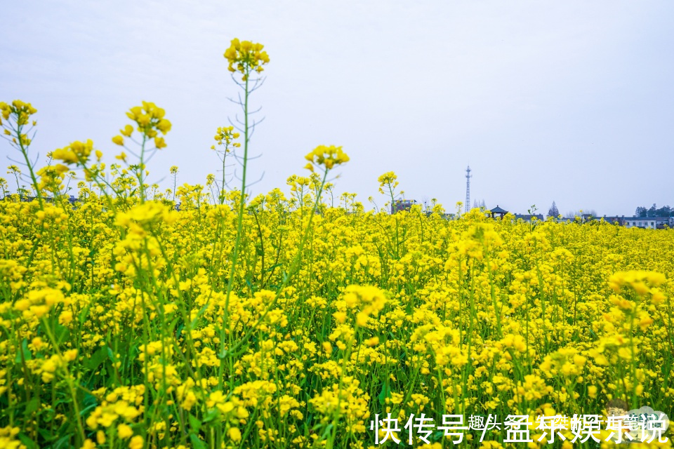 樱花|凛冬退却，春意盎然，打卡几处赏花的绝佳胜地，看看哪处你最心仪