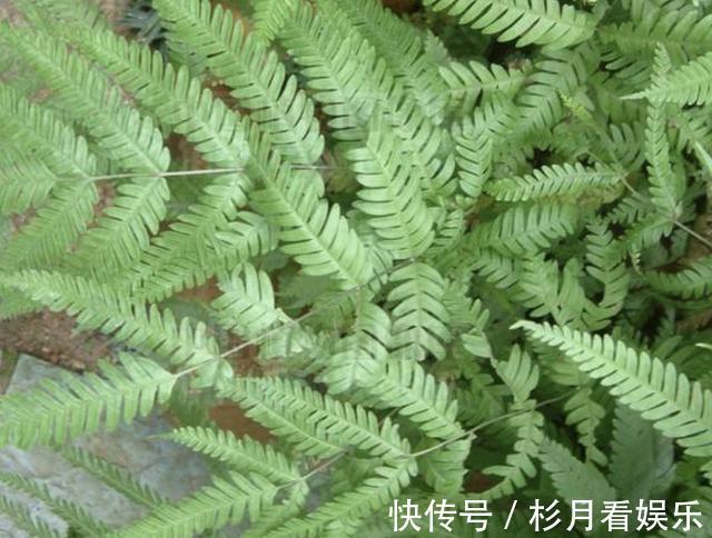 植株|它在井边生长，拔1棵长1棵，繁殖速度快，人称“井边草”，珍贵！