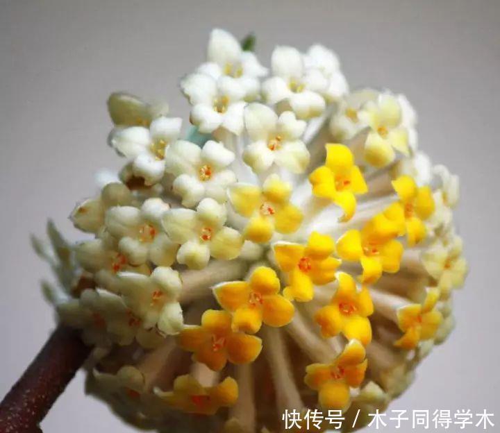 打结花！真漂亮啊！