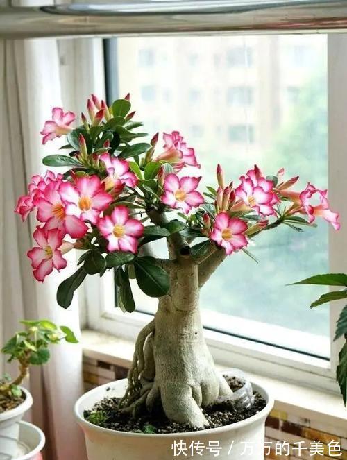 容易因多浇水而死的“10种花”，想要养好，管住手，少浇水