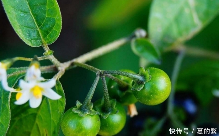 农村常见野果 成熟后可入药 可以治疗多种炎症 野葡萄你吃过吗 全网搜