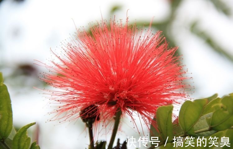 此花，花开就像一团团绒毛球一样，有着可爱的花色，花期很长