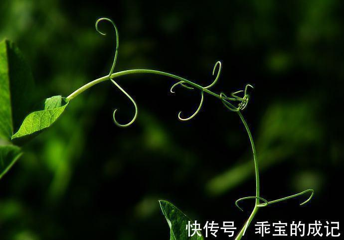 溶液|给植物吃过期的阿司匹林